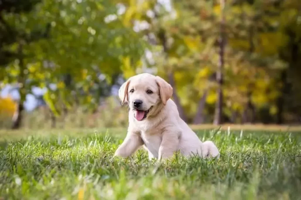 Labrador filhote.